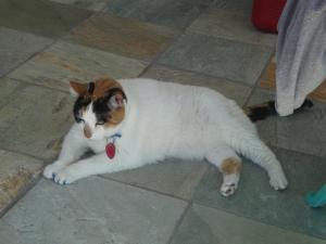 Dixie soaking up some sun on the patio:)