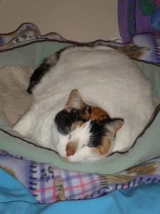 Dixie was more of the hungry, sleepy persuasion, hardly any fits of of the physical here!