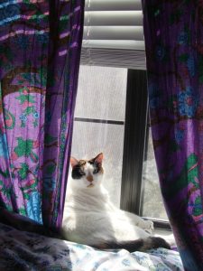 Dixie letting the sunshine in:)