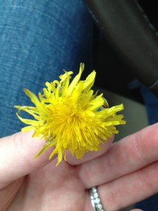 If dandelions were diamonds, I would be dripping in jewels:)